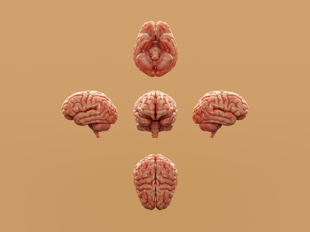 Пример brain neurons, mathematical thinking, cognitive development, mental calculation